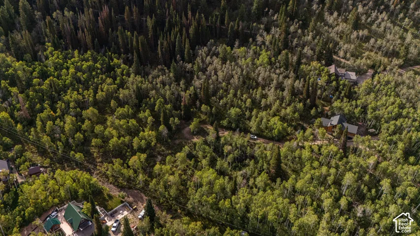 Wooded terrain with dense tree coverage