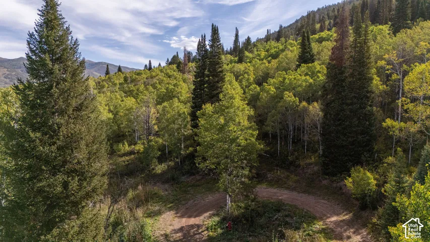 Expansive property featuring mature coniferous trees and deciduous trees