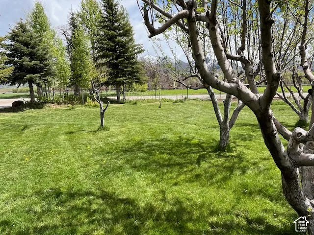 Expansive grassy lawn with scattered mature trees and distant evergreens