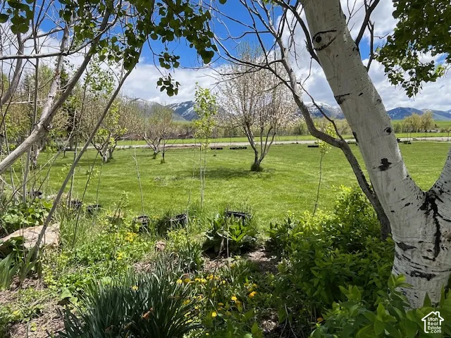 Expansive grassy area with mature deciduous trees and flowering plants, framed by distant snow-capped mountains