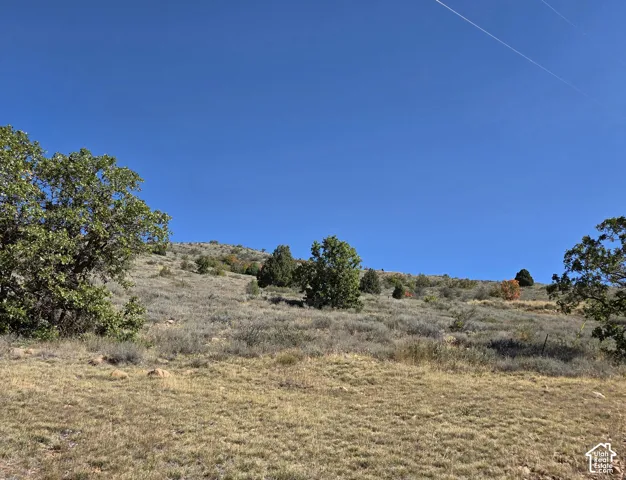 Natural sloped terrain with varied vegetation and scattered trees