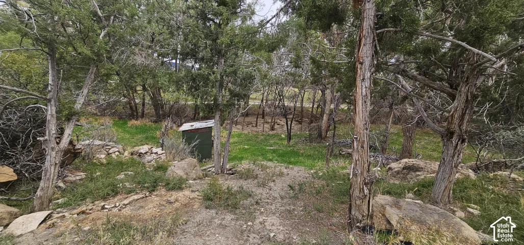 Mature trees and natural landscaping