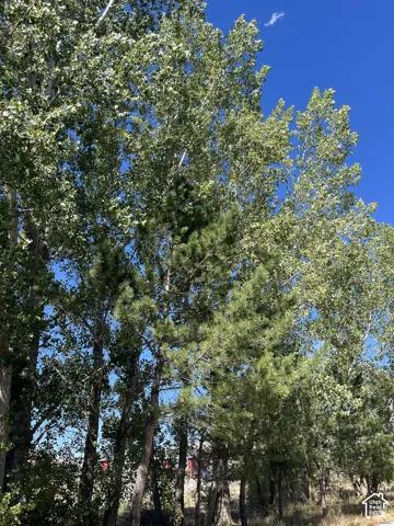 Mature trees providing natural screening