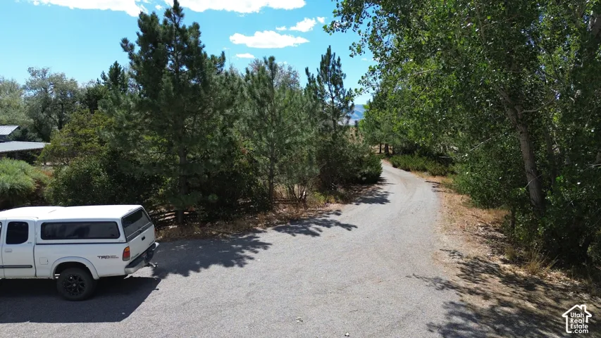 Paved driveway surrounded by mature trees and natural landscaping