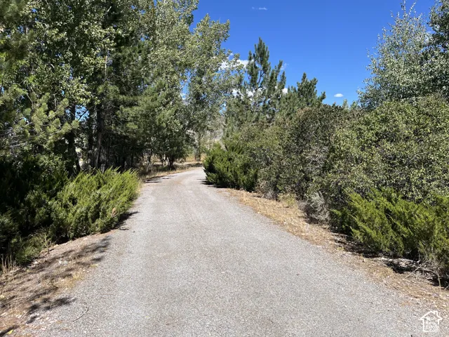 Gravel driveway bordered by mature trees and lush shrubbery under a clear blue sky
