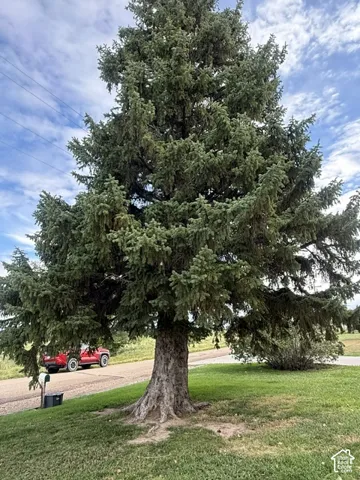 Mature evergreen tree with robust trunk and extensive canopy