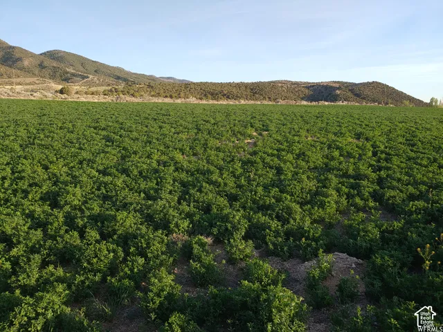 Farm - Summer of 2021