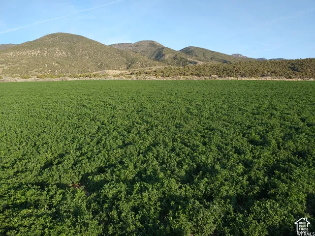 Manti Crystal Spring Farm - Summer 2021