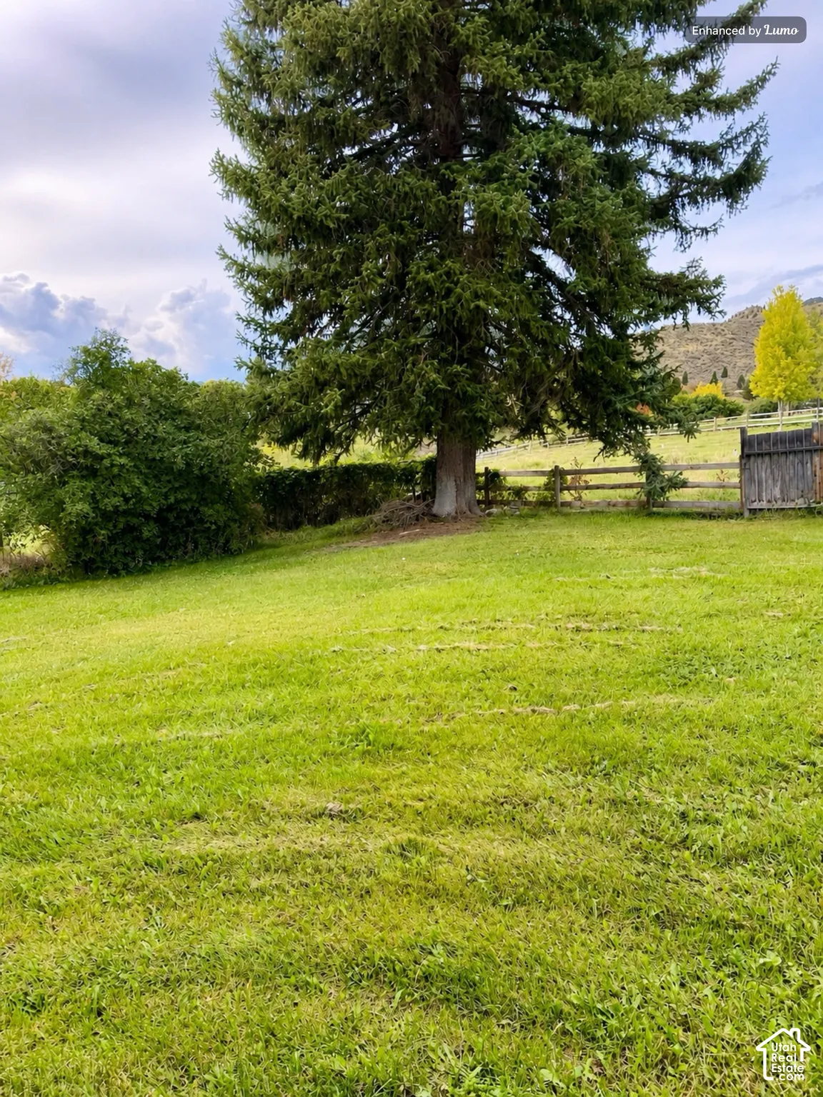 Expansive green lawn with a mature evergreen tree and a wood-post fence