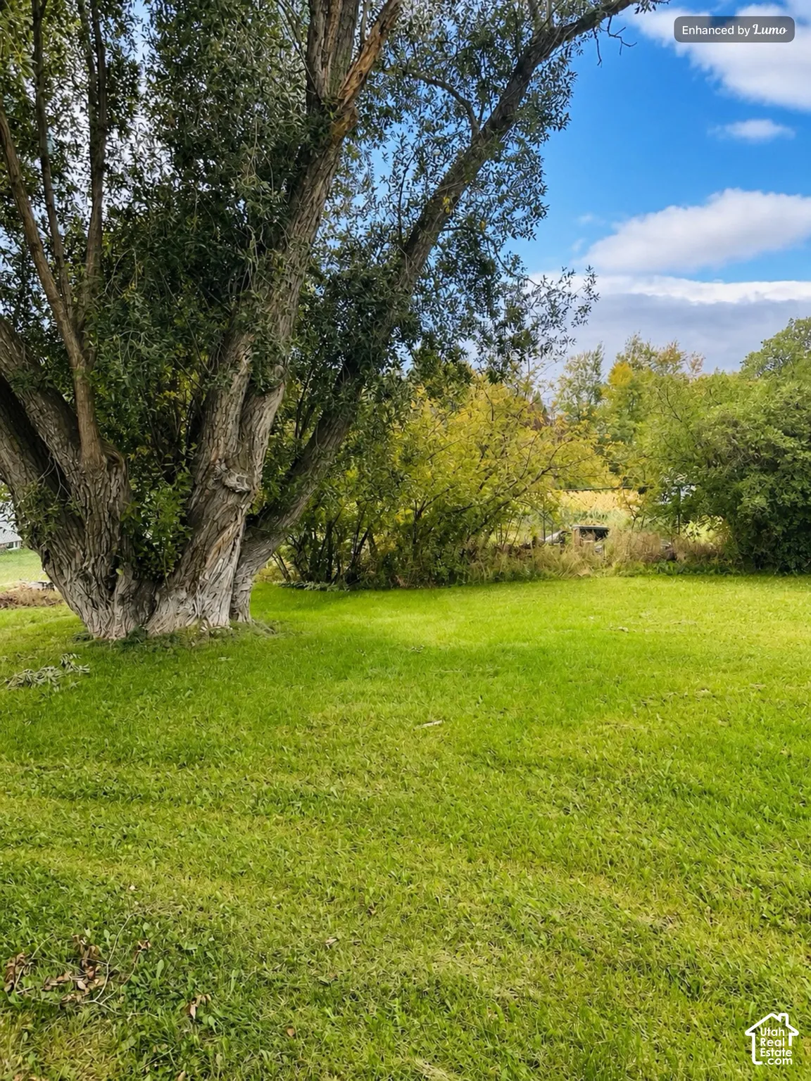 Expansive grassy area featuring a mature tree with substantial trunk, and varied foliage in the background
