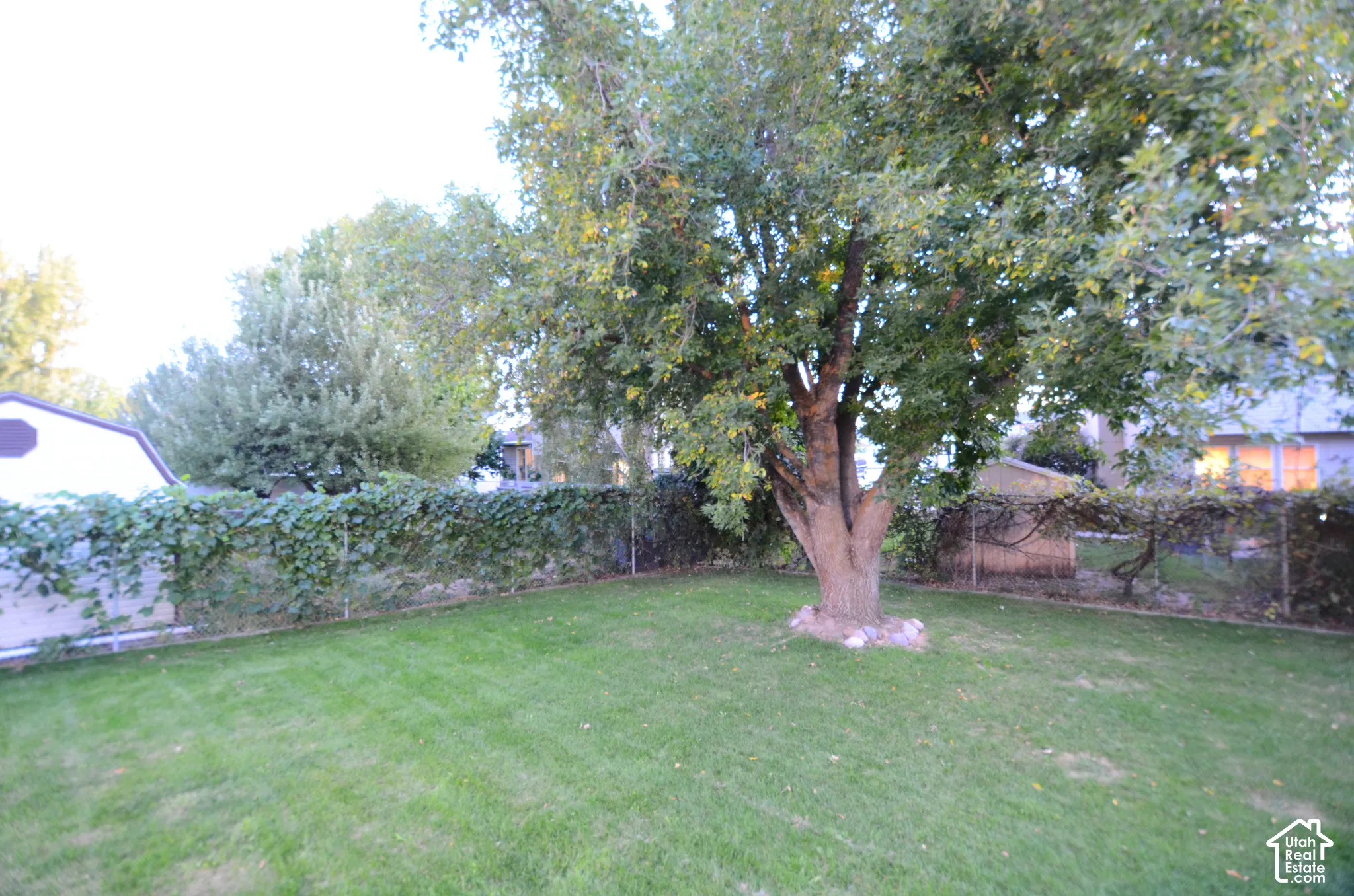 Expansive green lawn, mature tree, and chain-link fencing with established climbing foliage