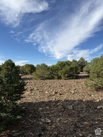 Rocky terrain with scattered evergreen trees under an open sky