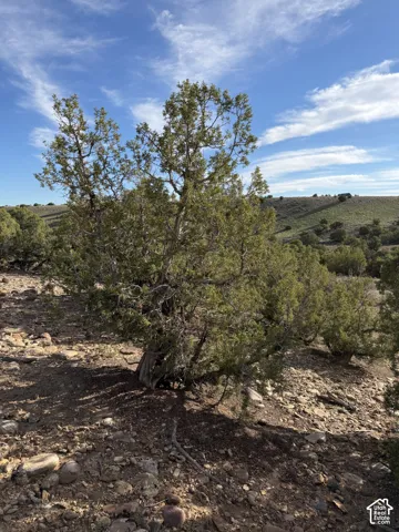 Open terrain featuring natural vegetation and distant rolling hills