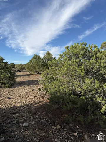 Expanse of natural terrain featuring established trees and varied ground cover
