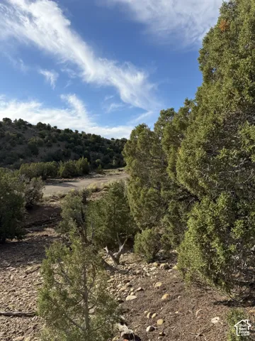 Juniper trees and natural ground cover on a sloped terrain