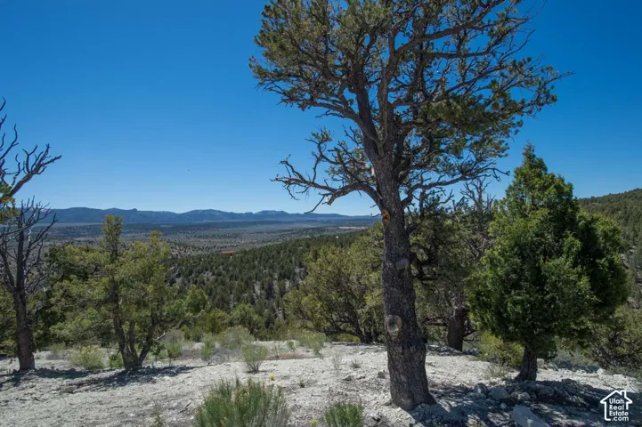 Expansive natural landscape featuring mature trees and distant mountain ranges