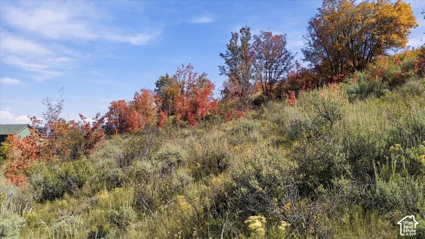 Natural landscape featuring varied autumnal foliage