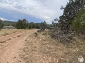 Unpaved road traversing natural terrain, surrounded by mature trees and native scrubland