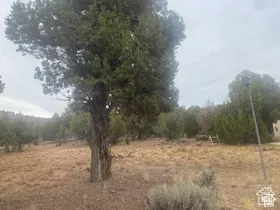Natural landscape featuring mature evergreen trees and shrubbery
