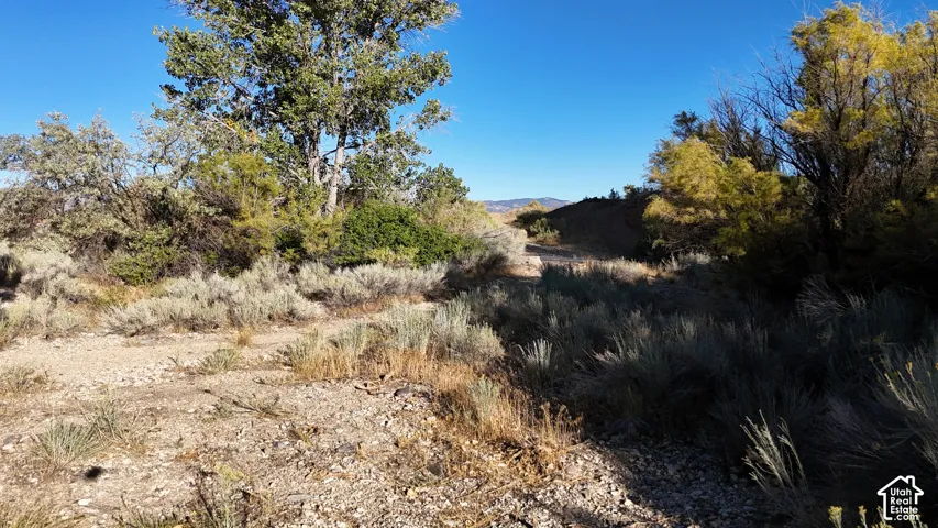 Natural landscape featuring diverse vegetation and clear sky