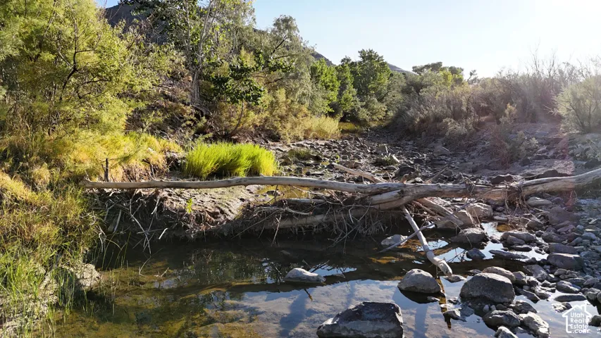 Natural water feature with rocky bed, surrounded by lush, varied vegetation