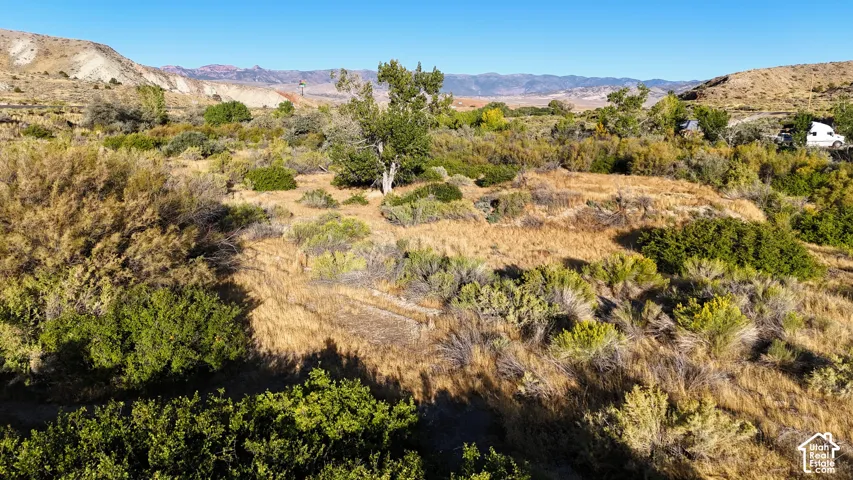 Expansive natural landscape with varied shrubbery and mature trees