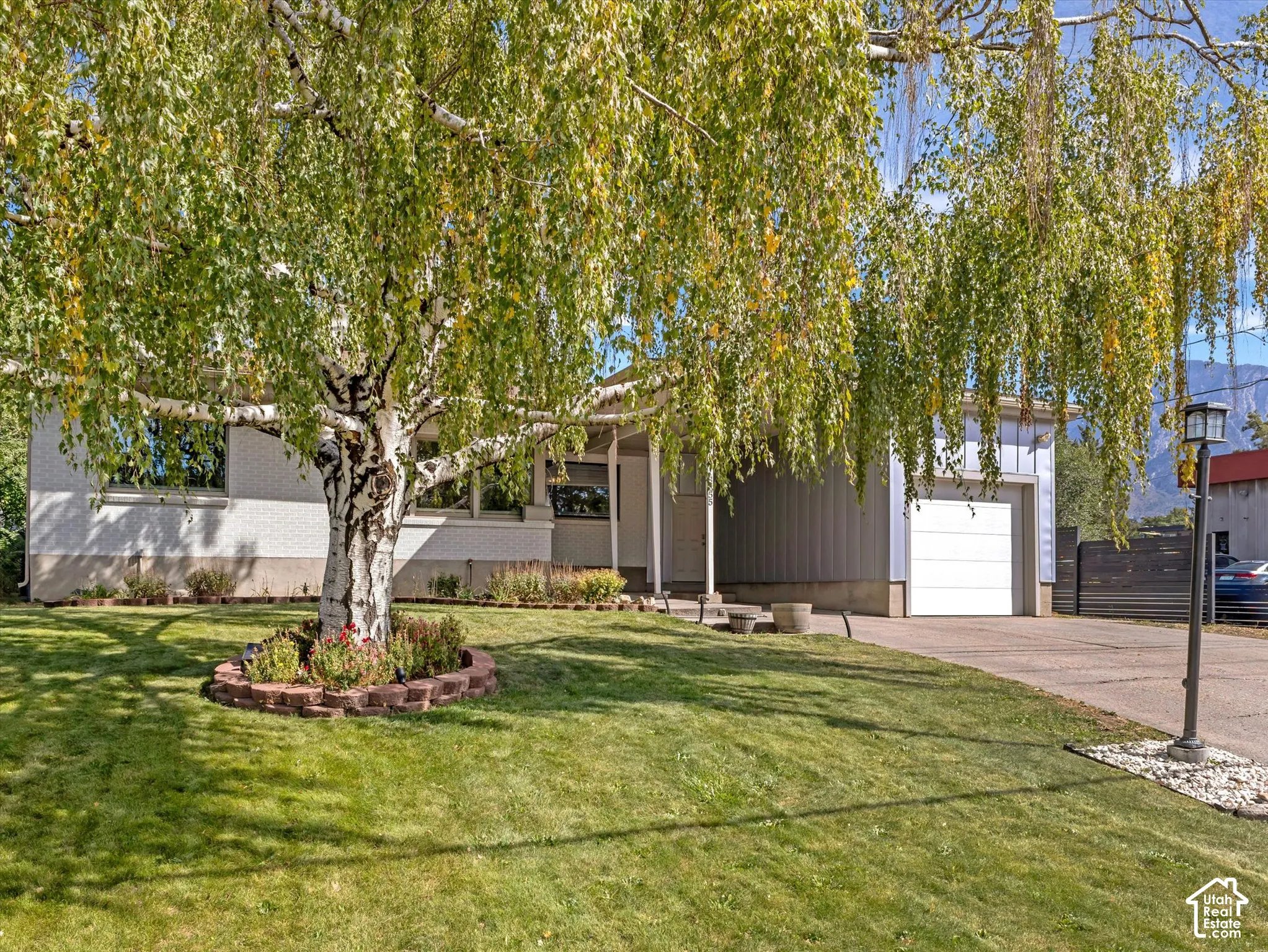 Mature deciduous tree with a landscaped bed, expansive lawn, concrete driveway, and attached garage