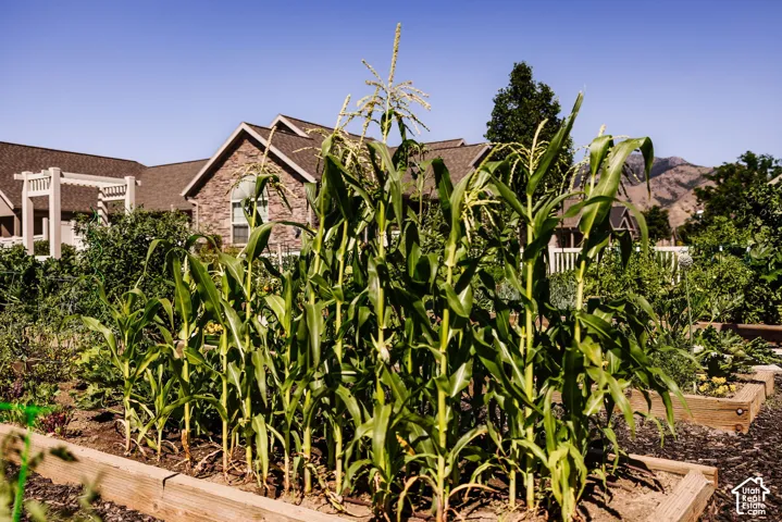 Raised garden beds with mature corn stalks, stone exterior, white pergola, and mountain backdrop