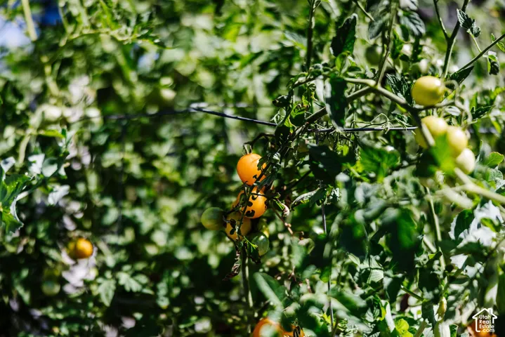 Established garden bed with green and ripening tomatoes