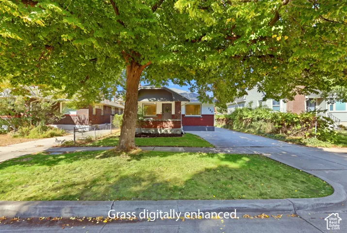 Mature shade tree