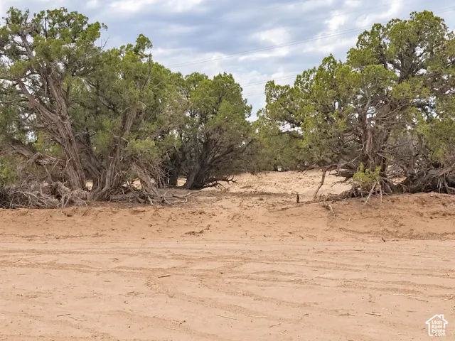 Desert landscape featuring mature trees and an unpaved terrain