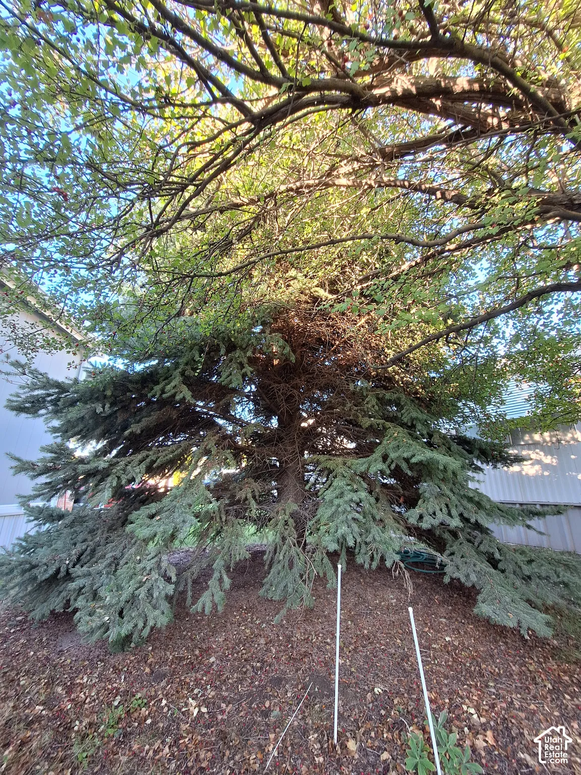 Beautiful Backyard Trees!