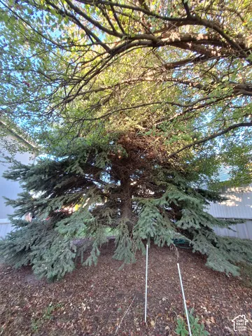 Beautiful Backyard Trees!