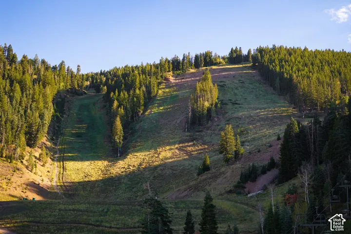 Mountain landscape with extensive evergreen tree coverage and a prominent cleared ski run