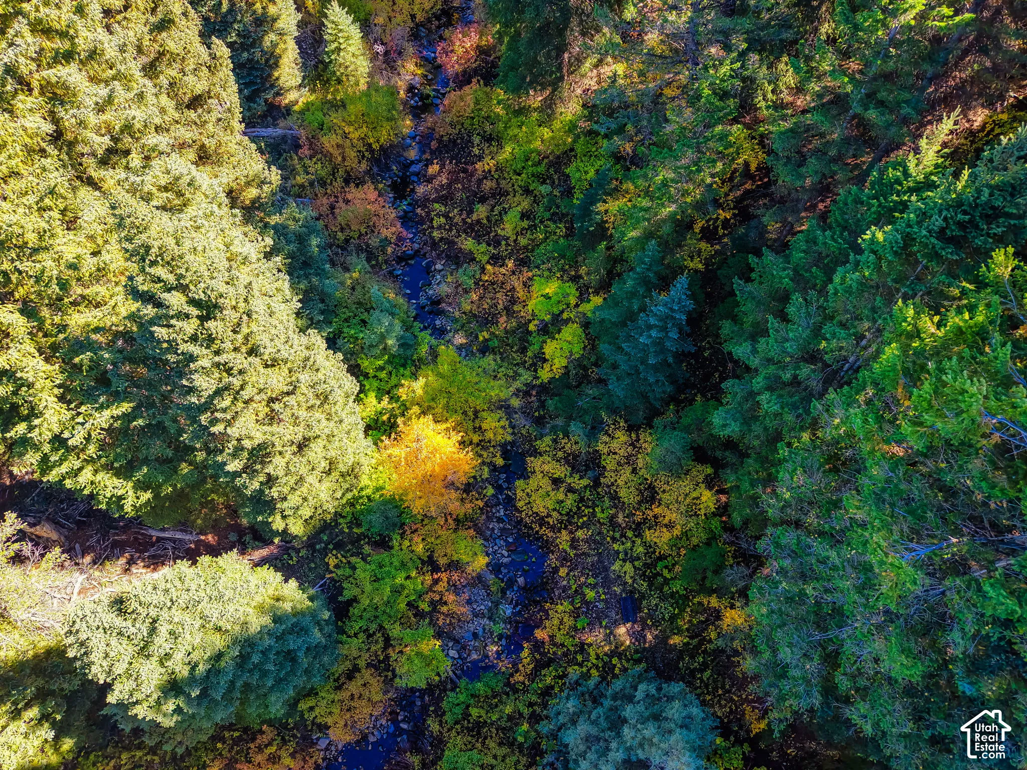 Mature trees featuring varying foliage colors and a natural water feature