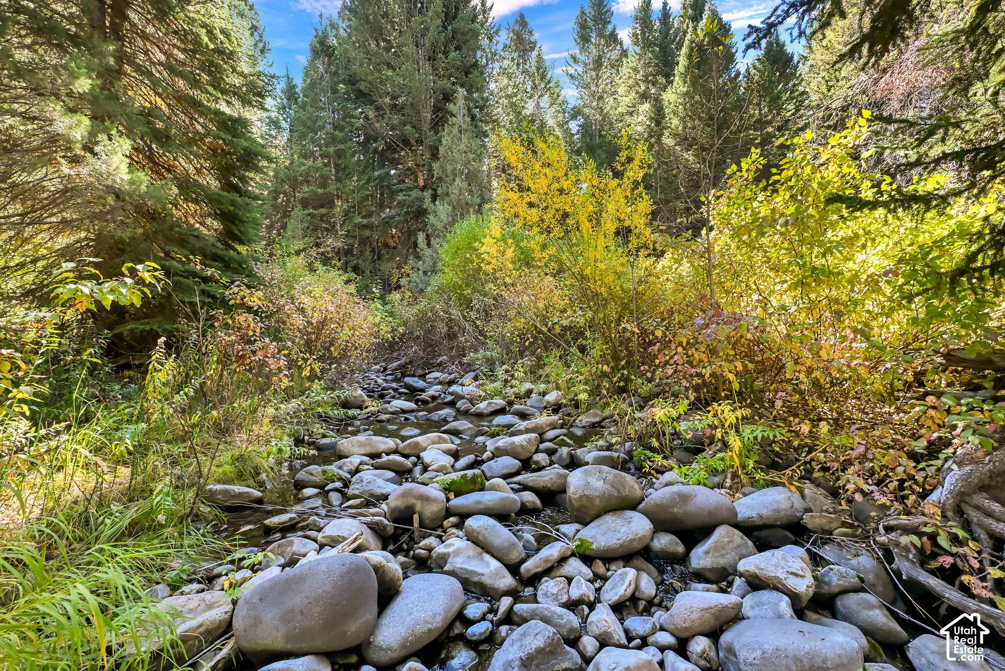 Rocky streambed bordered by diverse foliage, including mature evergreen trees and deciduous shrubs with seasonal yellow leaves