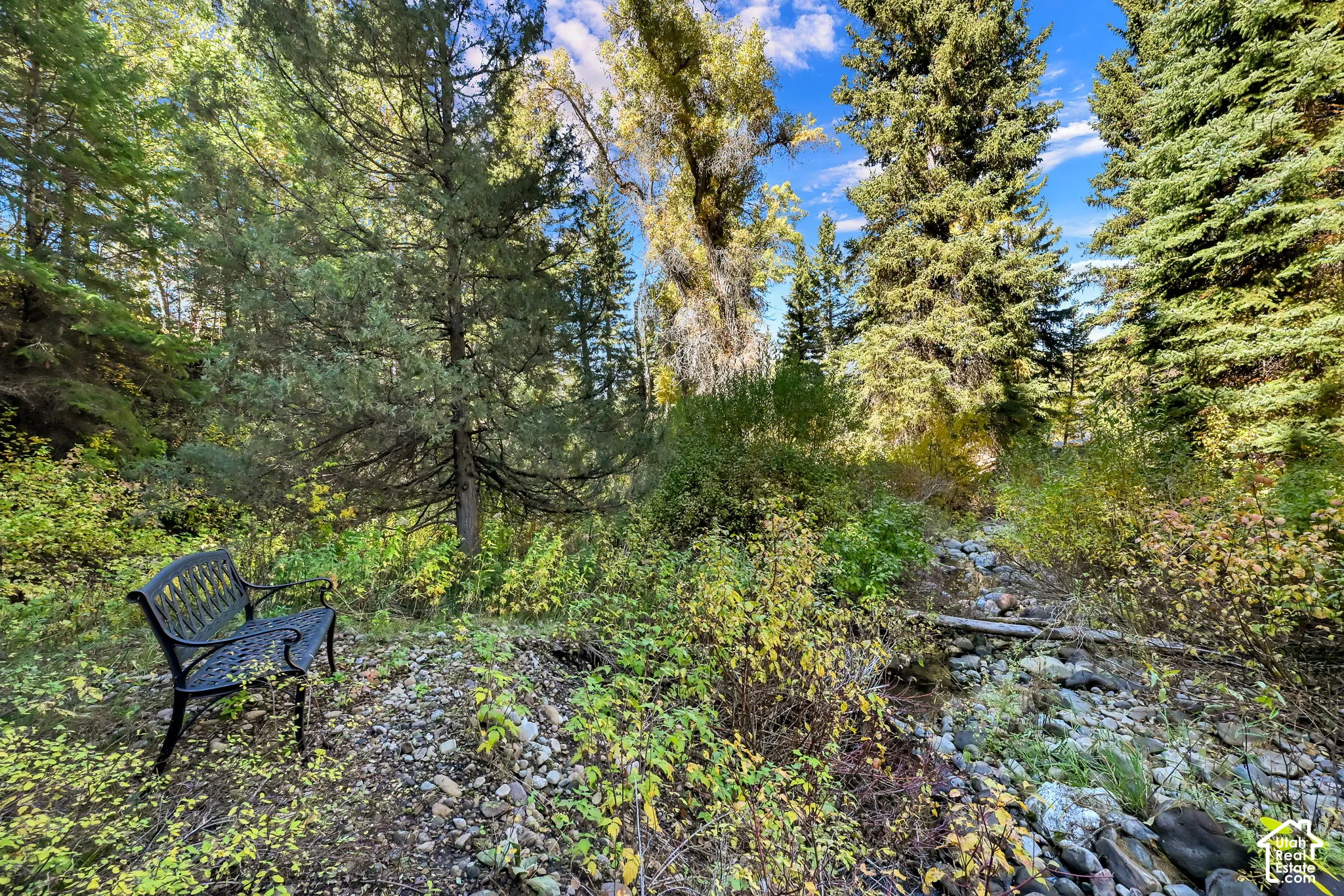 Wooded landscape featuring mature evergreen trees and diverse natural vegetation