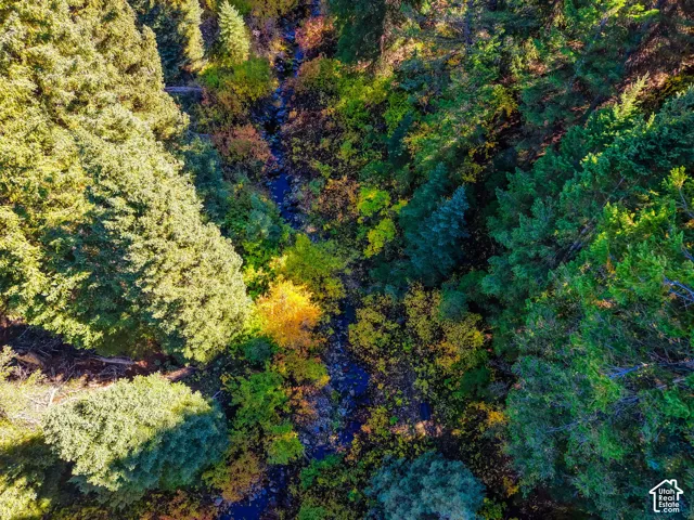 Mature trees featuring varying foliage colors and a natural water feature