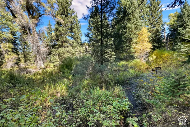 Mature trees and varied foliage with a black bench set within the natural landscape
