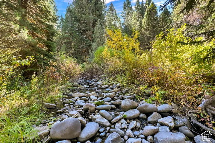 Rocky streambed bordered by diverse foliage, including mature evergreen trees and deciduous shrubs with seasonal yellow leaves