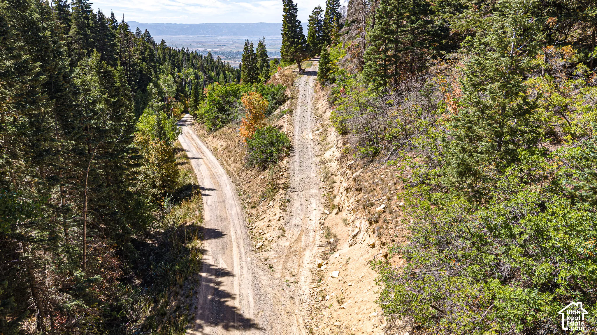 Gravel roads traversing a densely wooded hillside, surrounded by mature coniferous trees and deciduous foliage