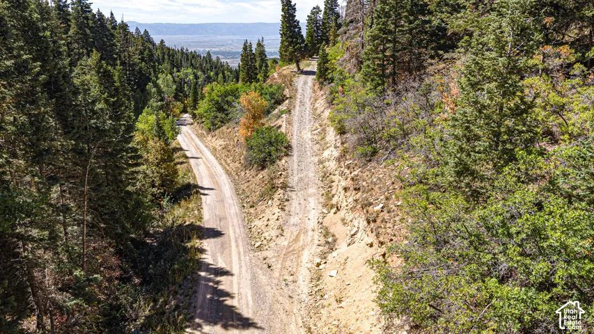 Gravel roads traversing a densely wooded hillside, surrounded by mature coniferous trees and deciduous foliage