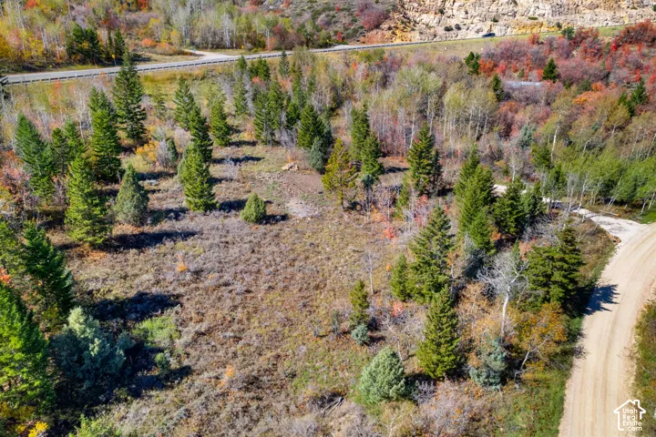 Expansive land parcel featuring mature evergreen trees and varied natural landscaping