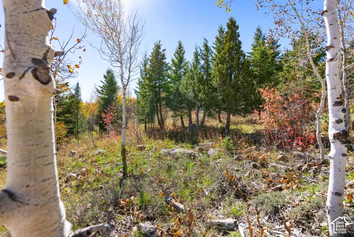 Expansive natural landscape with diverse tree species and varied ground cover