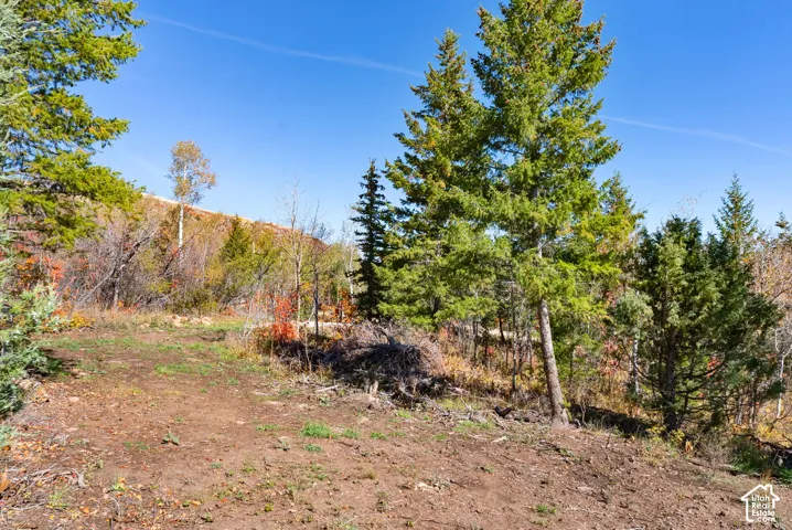 Expansive wooded lot featuring mature evergreen trees and natural ground cover