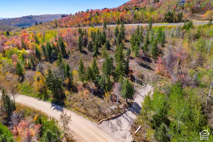 Expansive natural landscape with varied deciduous and evergreen trees, unpaved roads, and distant mountain terrain