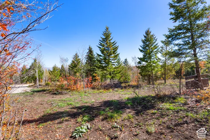 Wooded lot featuring mature evergreen trees and varied deciduous foliage