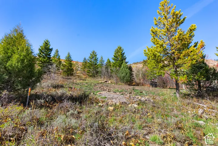 Land parcel featuring varied evergreen trees, natural ground cover, and a clear blue sky