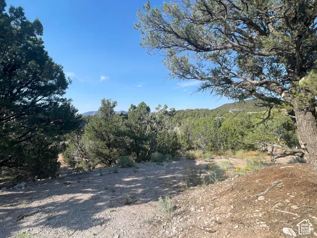 Expansive natural landscape featuring varied tree species and clear blue sky