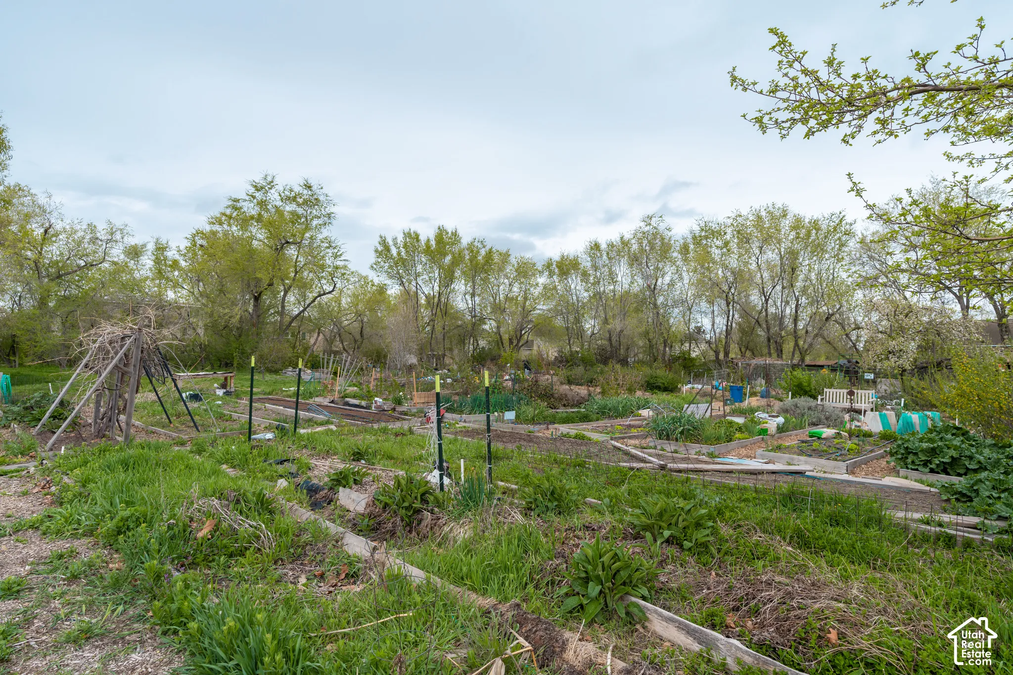 Garden area featuring multiple raised beds and mature surrounding foliage